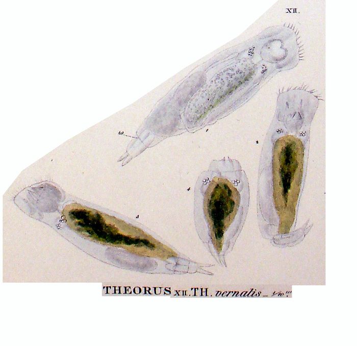 Theorus vernalis Theorus vernalis