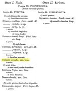 Theorus vernalis - Original description image