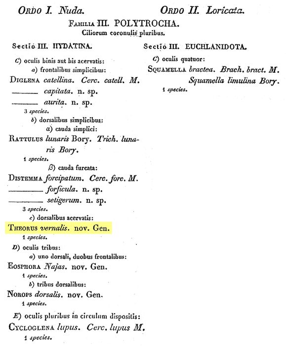 Theorus vernalis - Original description image