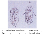 Triarthra breviseta