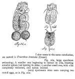 Triarthra breviseta