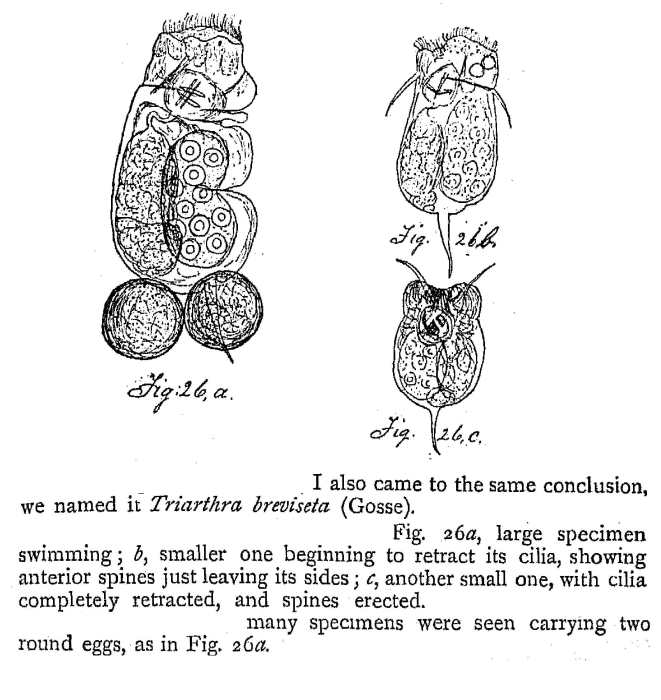 Triarthra breviseta Triarthra breviseta