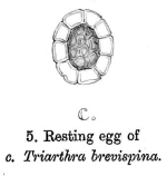 Triarthra breviseta