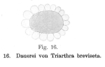 Triarthra breviseta