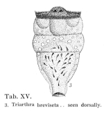 Triarthra breviseta