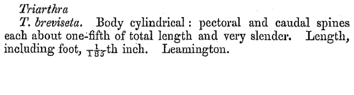Triarthra breviseta - Original description image