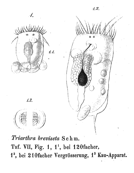 Triarthra breviseta - Original description image