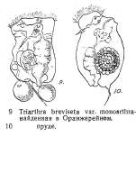 Triarthra breviseta monoarthra - Original description image