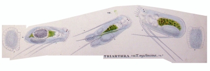Triarthra mystacina
