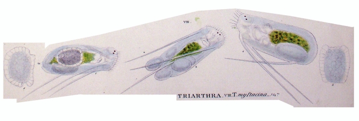 Triarthra mystacina Triarthra mystacina