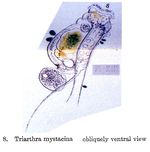 Triarthra mystacina