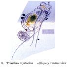 Triarthra mystacina