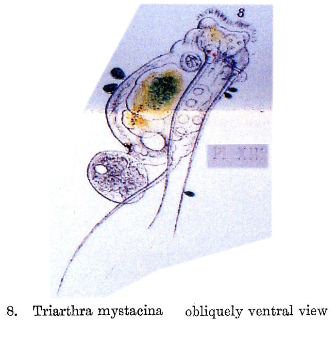 Triarthra mystacina Triarthra mystacina