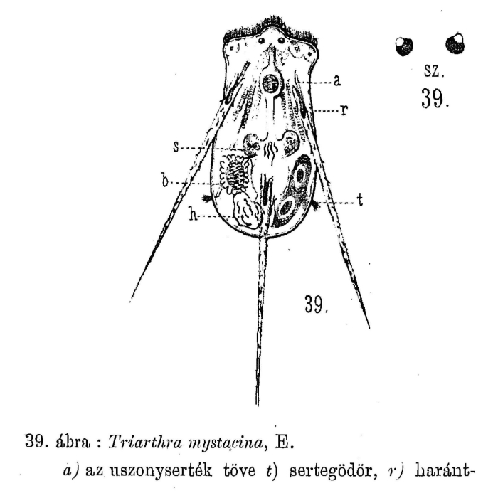 Triarthra mystacina Triarthra mystacina