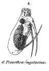 Triarthra mystacina