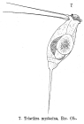 Triarthra mystacina