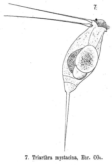 Triarthra mystacina Triarthra mystacina