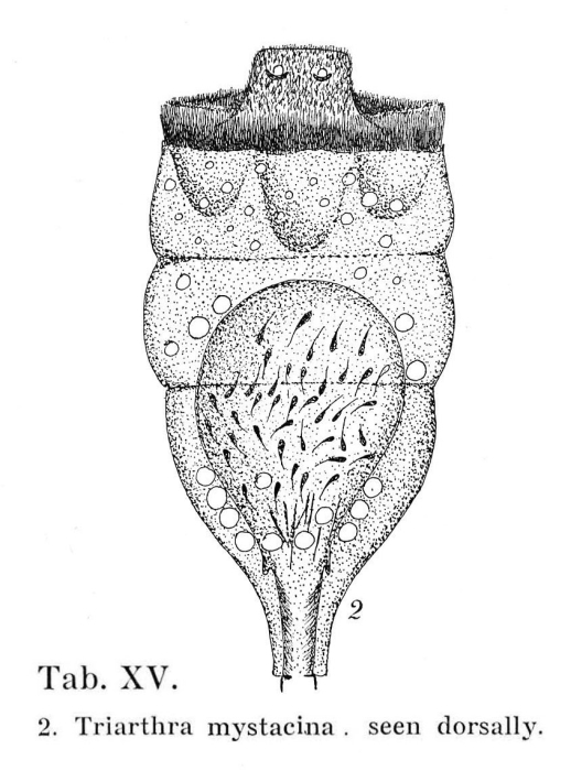 Triarthra mystacina Triarthra mystacina