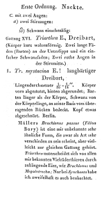 Triarthra mystacina - Original description image