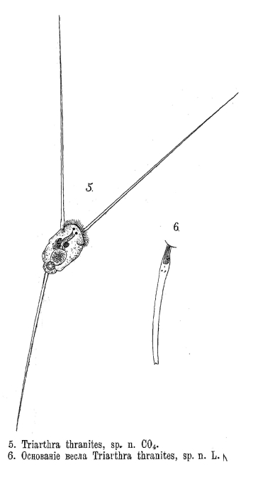 Triarthra thranites - Original description image