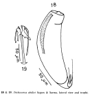 Trichocerca abilioi