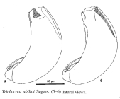 Trichocerca abilioi
