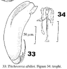 Trichocerca abilioi