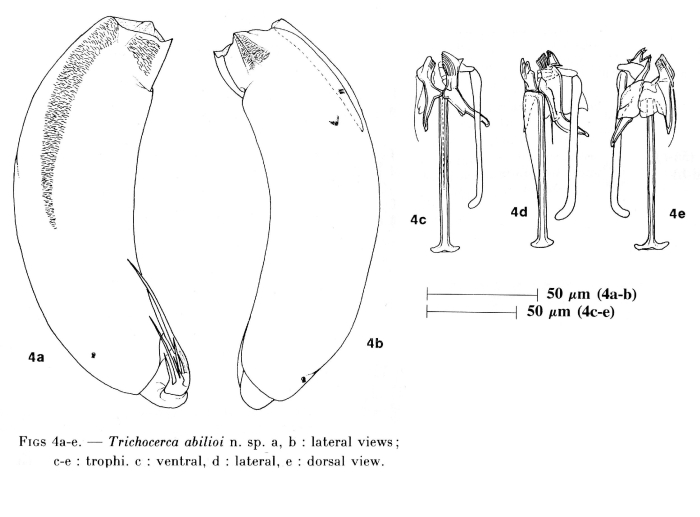 Trichocerca abilioi - Original description image
