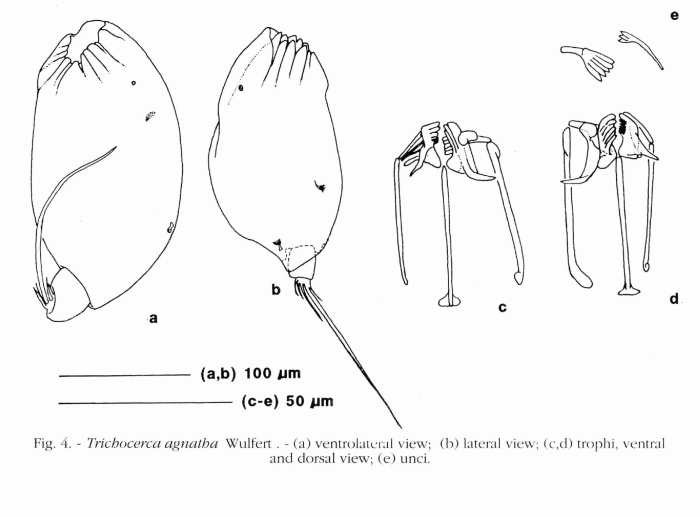Trichocerca sp. (?) sub T. agnata