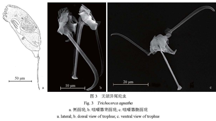Trichocerca agnata Trichocerca agnata