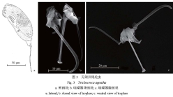 Trichocerca pusilla sub T. agnata