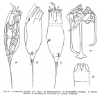 Trichocerca agnata - Original description image