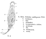 Trichocerca antilopaea