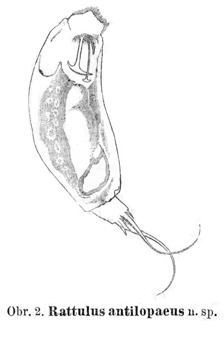 Trichocerca antilopaea - Original description image