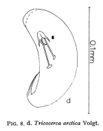 Trichocerca arctica
