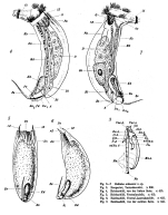 Trichocerca artmanni - Original description image