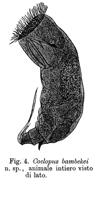 Trichocerca bambekei - Original description image