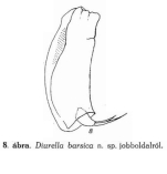 Trichocerca barsica - Original description image