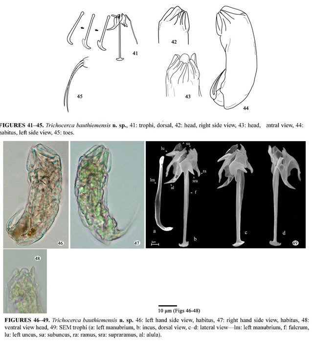 Trichocerca bauthiemensis - Original description image