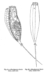 Trichocerca bicristata