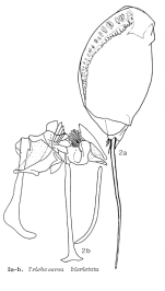 Trichocerca bicristata