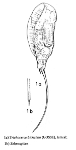 Trichocerca bicristata