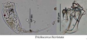 Trichocerca bicristata