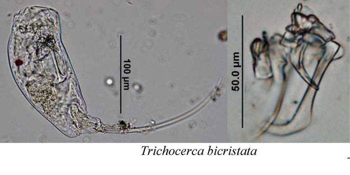 Trichocerca bicristata Trichocerca bicristata