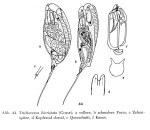 Trichocerca bicristata