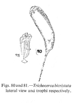 Trichocerca bicristata