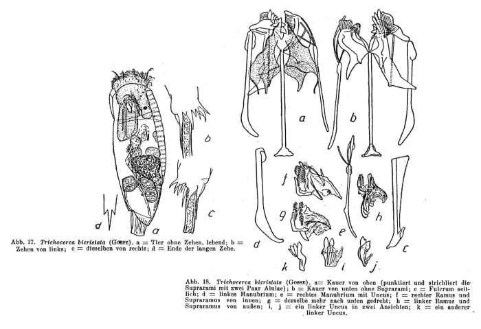Trichocerca bicristata Trichocerca bicristata