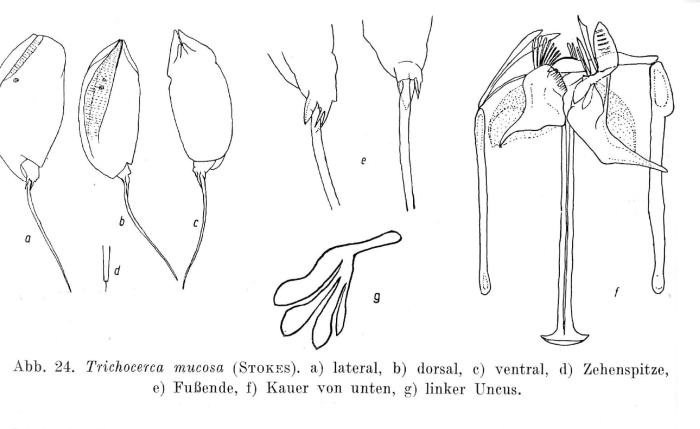 Trichocerca bicristata Trichocerca bicristata