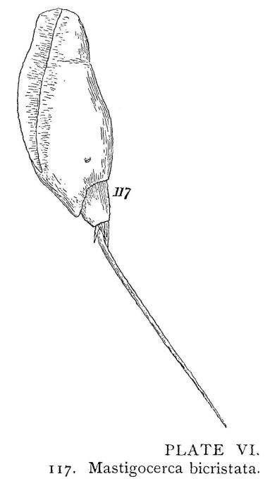 Trichocerca bicristata Trichocerca bicristata