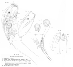 Trichocerca bicristata